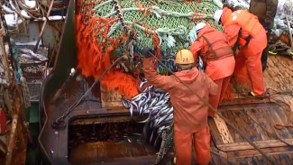 «Стодневка за минтаем»: в Охотском море стартовала крупнейшая путина сезона