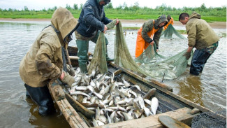 День рыбака: охотники за «живым серебром» принимают поздравления