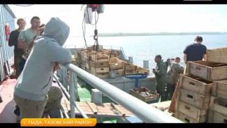 Предприятие «Гыдаагро» планирует добыть в этом году 800 тонн рыбы