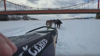 Хаски Архангельской области показали мастерство скоростных забегов