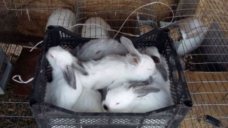 «Кролики - это не только ценный мех»: новоуренгоец получит 3 миллиона на развитие фермы