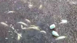 Мертвая рыба заполонила водоем в Надымском районе: что говорят специалисты 