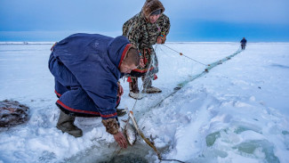 Умирающая профессия: рыбаков на Ямале становится все меньше