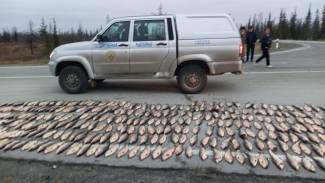 Улов на миллион: на Ямале задержали людей, перевозивших около 400 хвостов белорыбицы