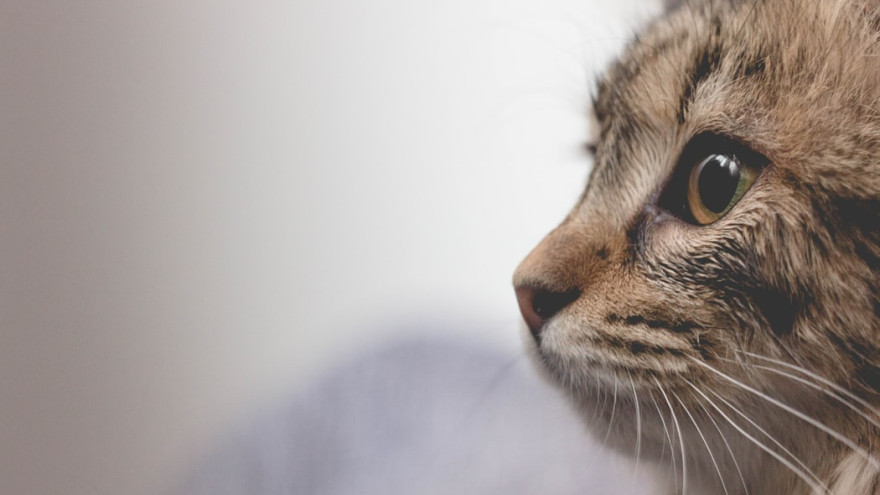 В Тюмени кошка заразились коронавирусом