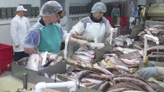 Не только оленина и рыба: как Ямал осваивает новые аграрные горизонты