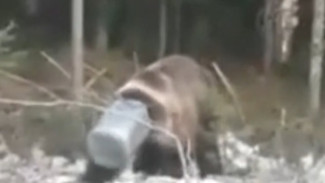 ВИДЕО: в Югре бедолага медведь застрял головой в железной фляге