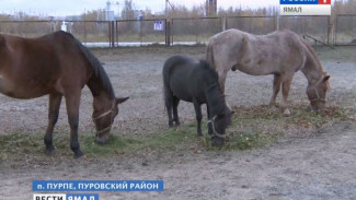 Каравелла, Соперник и Пончик. Лошадиное «семейство» в поселке Пурпе