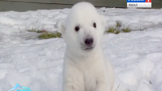 WWF России исследовал популяцию белых медведей на архипелаге Северная Земля