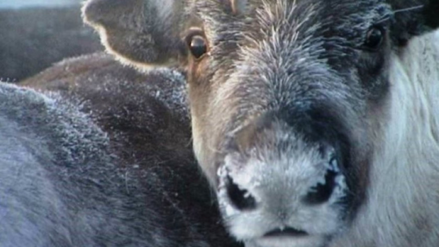 Ученые подтвердили угнетенность оленьих пастбищ и дефицит кормовых лишайников на Ямале