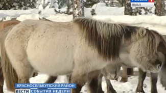 Уникальные «погодоустойчивые» якутские лошадки без особых проблем прижились на Ямале