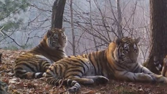 Тигры Хабаровского края в опасности. На месте их обитания планируют разрабатывать золоторудное месторождение