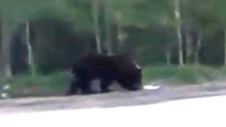 Обосновавшихся в окрестностях Ноябрьска медведей было решено застрелить