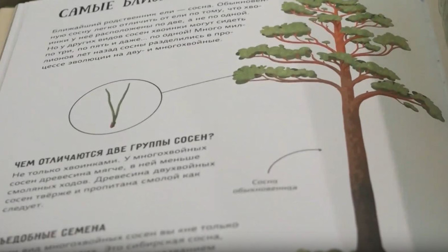 В Карелии вышла в свет энциклопедия для детей о зеленой красавице и ее родственниках