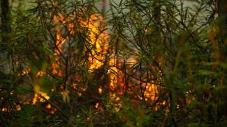 На Ямале горит 9 гектаров леса