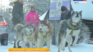 Хатико спешит на помощь. Сибирские хаски из питомника «Дух Арктики» прославились за пределами Ямала