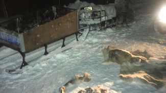 Браконьерство в заказнике: в Надымском районе задержаны охотники на дикого северного оленя