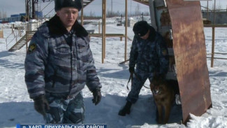 Vesti-yamal.ru пообщались с кинологами и узнали, что провоцирует собак на нападение и как себя обезопасить