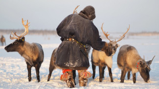 Оленеводам на Ямале будет выдано более 1500 ветеринарных наборов