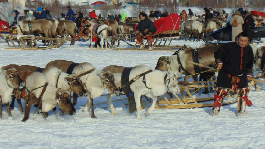 На Ямале отметят День оленевода на новых благоустроенных территориях