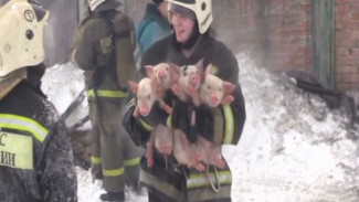 В Сибири пожарные спасли из огня практически полторы сотни поросят