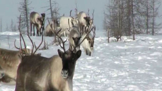 В защиту северного оленя в Якутии и Красноярском крае: как не допустить вымирания