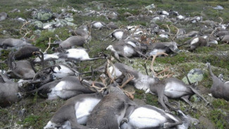 В Норвегии от удара молнии погибли сразу 323 оленя