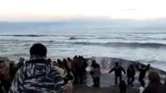 Жители одного из чукотских сел буквально вручную вытянули на берег кита