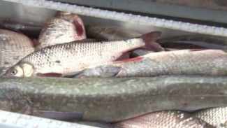 Работают не покладая сетей: горковские рыбаки уже добыли 900 тонн «живого серебра»