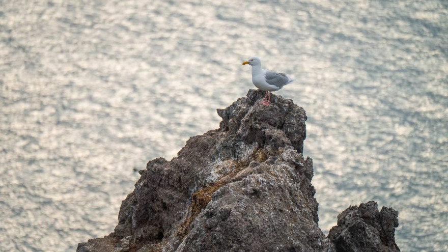 Ученым удалось снять геолокаторы с морских птиц на Земле Франца-Иосифа