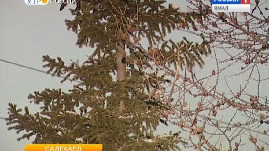 Каков спрос на живые ели и во сколько обойдется лесная красавица?