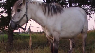 Обрел дом: жеребенок Снежок переехал в Омск