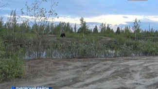 На дороге между Новым Уренгоем и Коротчаево местные жители столкнулись с медведем
