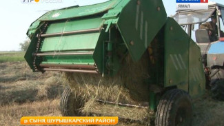 Лакомство для буренок. В Шурышкарском районе сенокос в самом разгаре