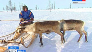 На Ямале скоро появятся дипломированные оленеводы