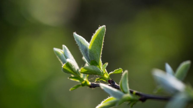 «Зеленая Весна – 2026» придёт на Ямал 18 мая