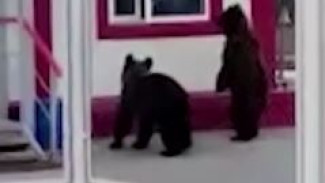Косолапые приближаются: что привлекает медведей к населенным пунктам Ямала и как избежать встречи с хищником