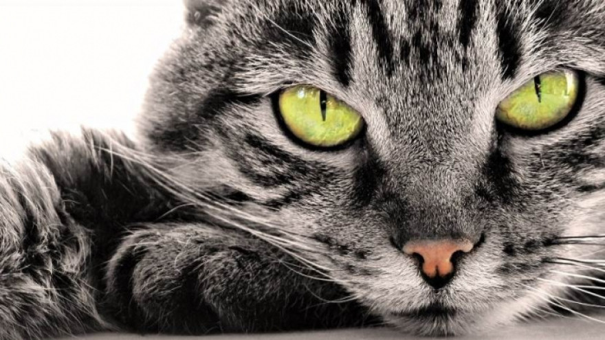 Из-за кошек может развиться онкология у человека