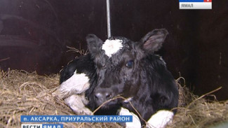 Агропром Ямала произвёл около 2 тысяч тонн молока за 2016 год