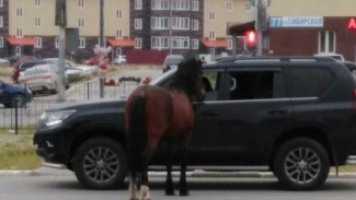 В Новом Уренгое бесхозные лошади разгуливают уже по центру города. Жители негодуют 