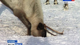 Ямальские олени теряют вес, похудев на 10 кг