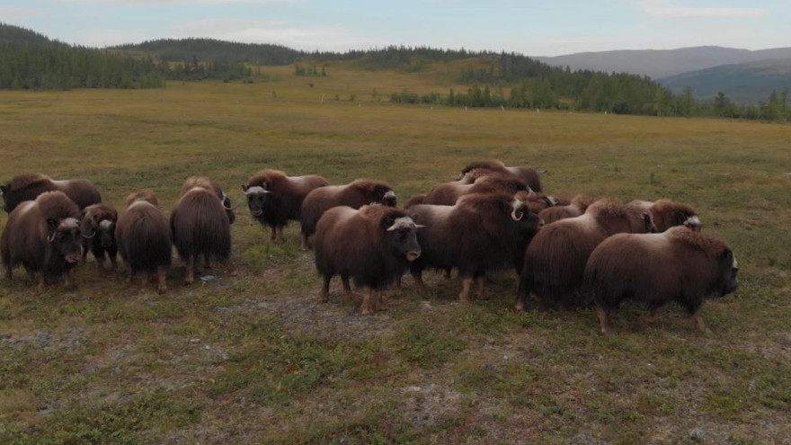 Ямальских овцебыков из природного парка планируют расселить в нескольких районах округа