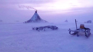 Климат, Арктика, наука: на Ямале формируется новая лаборатория по изучению местных экосистем