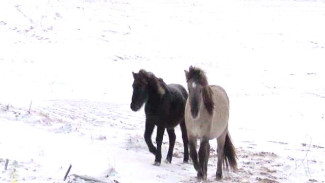 Жители старинного села Кузомень спасают от вымирания диких арктических лошадей