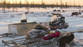 «Изгородное оленеводство». Поможет ли новый пилотный проект разгрузить ямальские пастбища