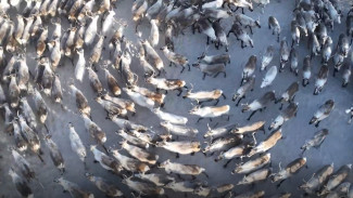 Вести Арктики. Эфир от 18.04.2026 (14:30)