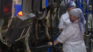 Пьем натуральное молоко, едим свежее мясо: о вкусной жизни на Ямале и тех, кто об этом заботится