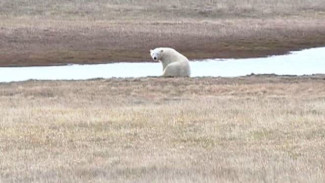Сегодня весь мир отмечает Международный день полярного медведя