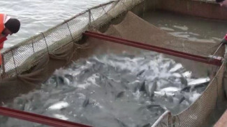 Для оперативной доставки рыбы на Камчатке опробовали Северный морской путь