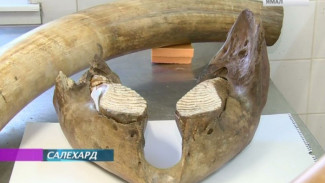 В скором времени в музее Шемановского можно будет увидеть бивень и кости мамонта, найденные на Ямале